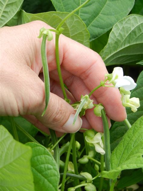 Green Beans Are Starting To Develop On Homegrown Plants How To Easily