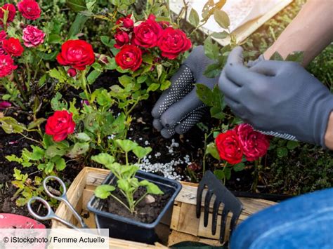 Comment Fertiliser Ses Plantes Femme Actuelle Le Mag