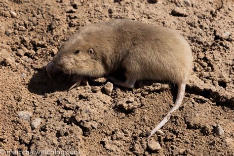 Texas Mammal Watching