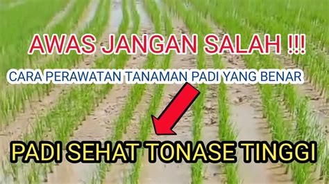 Cara Perawatan Tanaman Padi Agar Hasil Maksimal Youtube