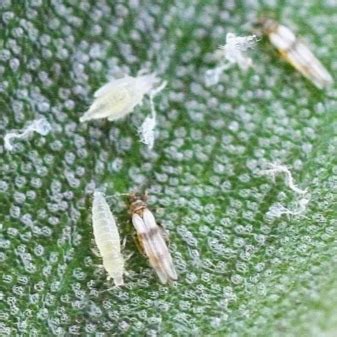 Трипсы (30 фото): как избавиться от них на комнатных растениях? Борьба ...