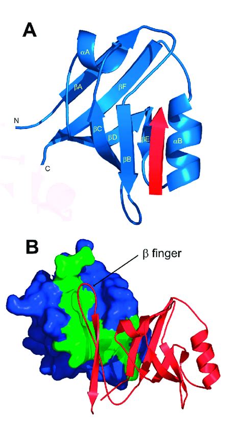 Structure Of The Pdz Domain Bound To Peptide And Internal Peptide