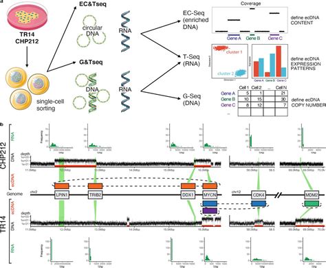 Human Cancer Cell Line Chp212 Atcc Bioz