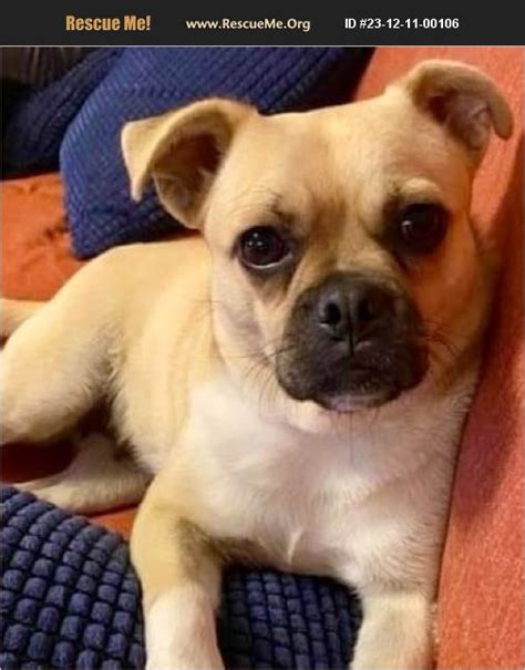 Adopt Pug Rescue Mead Co