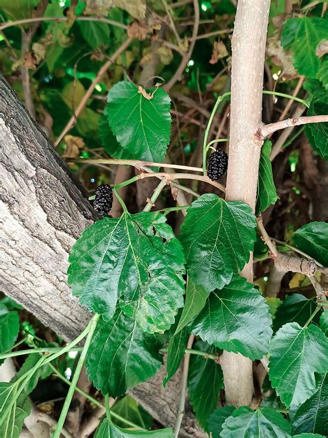 Шелковица – дерево и древесина – Morus spp. (M. alba, M. nigra, M. rubra)