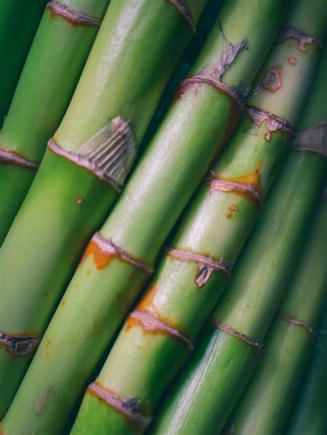 The Incredible Bamboo Celebrating World Bamboo Day Byju S Blog