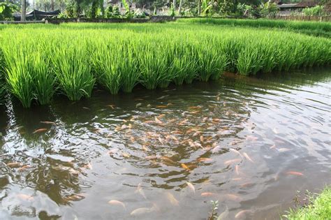 Sistem Mina Padi Kombinasi Lahan Sawah Dengan Budidaya Ikan Pak Tani