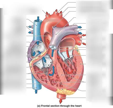 Heart Anatomy Diagram A P II Lab 1 Diagram Quizlet