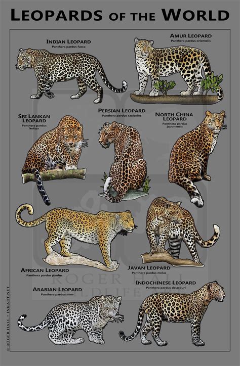 Leopards of the World Poster / Field Guide - Digital Prints - Etsy in