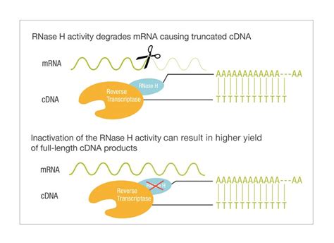 Basic Principles Of RT QPCR Thermo Fisher Scientific FR