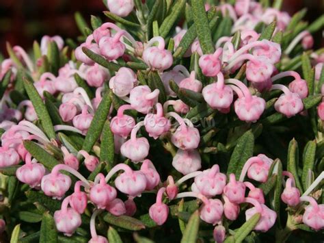 Андромеда многолистная Блю Айс: купить саженцы Andromeda polifolia Blue ...