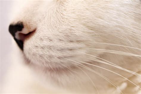 portrait  white cat   snout stock image image  kitten