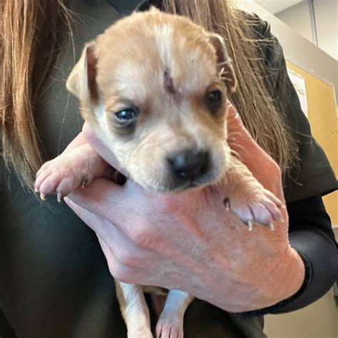 animal shelter norman oklahoma 10