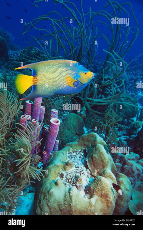 Queen Angelfish Holacanthus Ciliaris Swimming Over Coral Reef