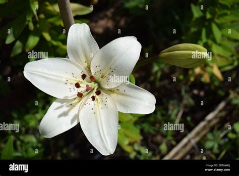Lilium Eyeliner Stock Photo - Alamy