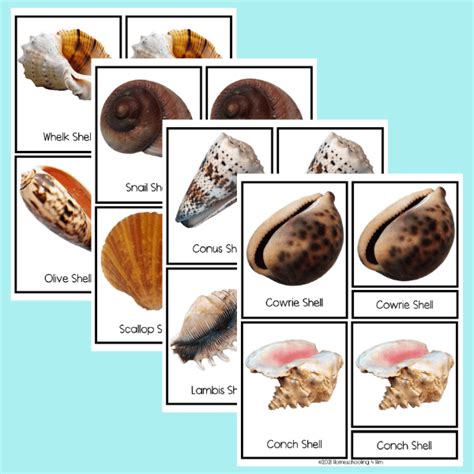 free seashell identification app - educaxcontic