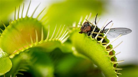 Descubre todo sobre las fascinantes plantas carnívoras información