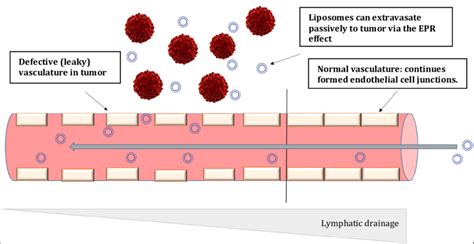 Schematic Representation Of Passive Targeting Of Liposomes Through Epr