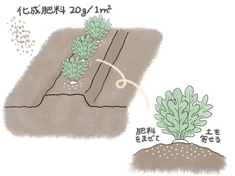 大根の種まきはいつまで？植える時期や間引き頻度などの育て方