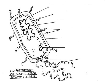 Ultra Structure Of An E Coli Diagram Diagram Quizlet