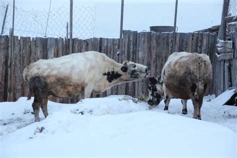 Yakutian Cattle Alchetron The Free Social Encyclopedia