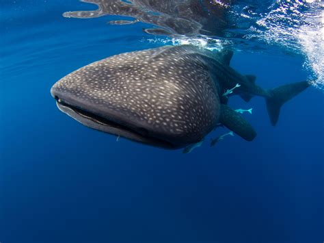 Excursiones Riviera Maya Paraisoswim With Whale Shark Excursiones Riviera Maya Paraiso