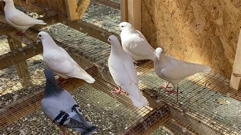 White Pigeon Loft Or Racing Pigeon Loft YouTube