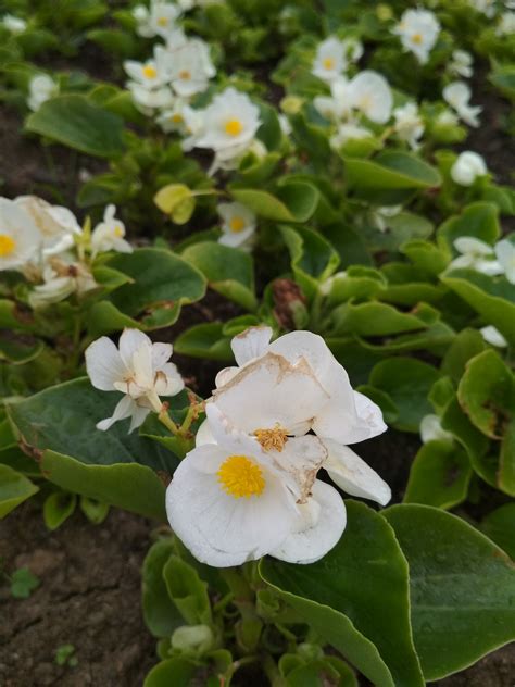 Mobile-review.com Обзор Xiaomi Redmi 4X