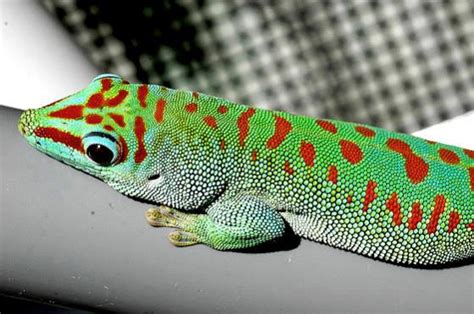 Giant Day Gecko Morphs