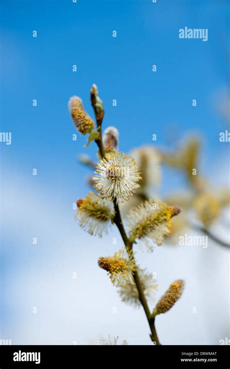 Spring Pussy Willow Branches And Blue Sky Stock Photo Alamy