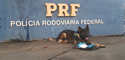 Prf Prende Traficante Em Eldorado Do Sul Com O Uso Dos Cães Farejadores