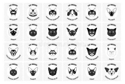 set  cat breeds illustration stock illustration illustration