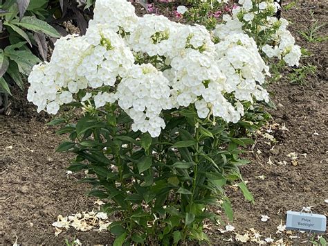 PHLOX paniculata LUMINARY™ Collection ‘Backlight’ PPAF - North Coast