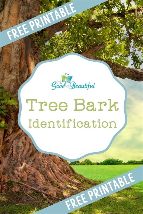 FREE Download! Tree Bark Identification Activity Packet