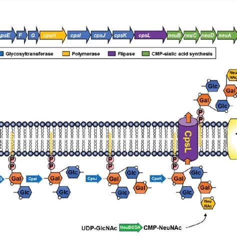 Biochemical Capsular Polysaccharide Cps Structure Of Streptococcus