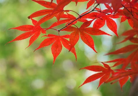 palmate red autumn stock image image  brench nature