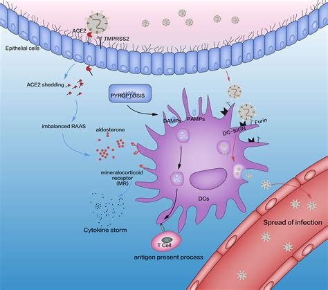 Frontiers Depletion And Dysfunction Of Dendritic Cells Understanding