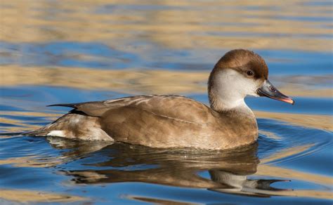 Red Crested Pochard Netta Rufina