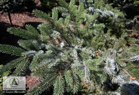 Picea Bicolor Świerk Dwubarwny