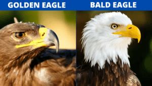 Golden Eagle vs. Bald Eagle - Differences and Similarities - Bird Sphere