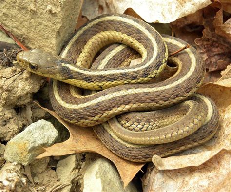 The Eastern Garter Snake Is A Common Terrestrial Snake Known For Its