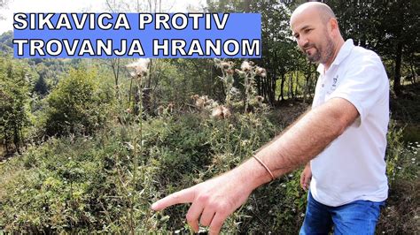 Trovanje Hranom Sikavica Biljka Koja SpaŠava Život Youtube