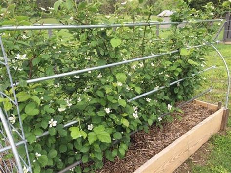 What Size Raised Bed For Blackberries Important Tips For Avid Gardeners