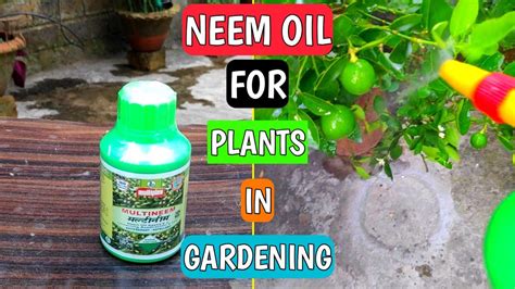 Neem Oil Spray For Fruit Trees Amazon Com Garden Safe 93179 Home Pest