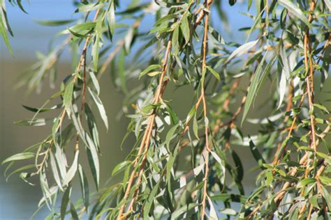 Kostenlose Foto Baum Natur Frucht Blume Busch Lebensmittel