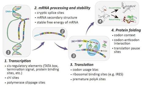 Codon Optimization Creative Biomart