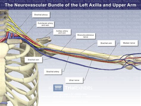 Brachial Artery And Vein