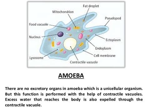 Excretion In Other Organisms