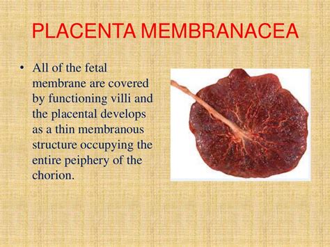 Placental Pathology