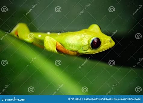 Exotic Animal Flying Leaf Frog Agalychnis Spurrelli Green Frog